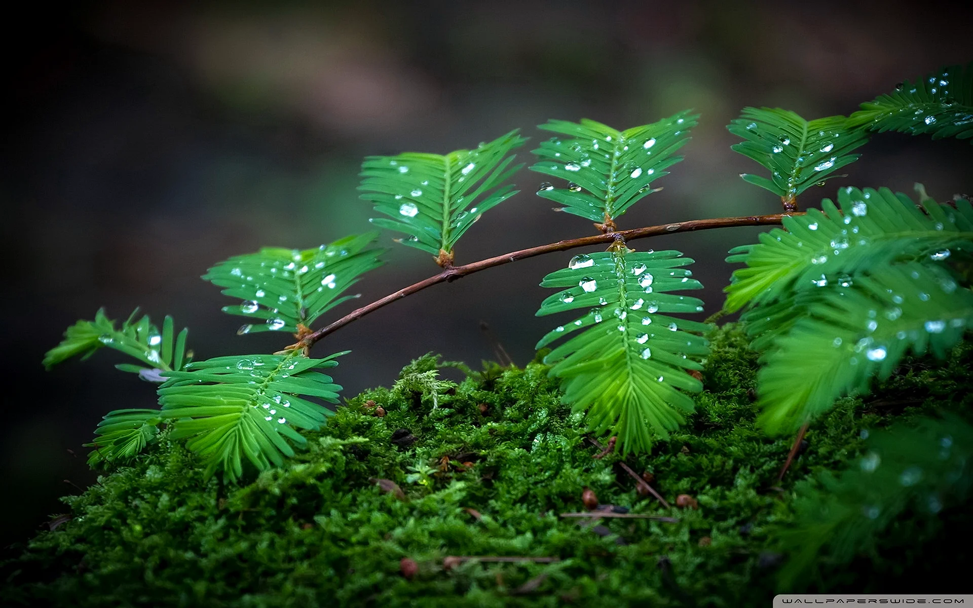 Macro Photography Of Forest Wallpaper