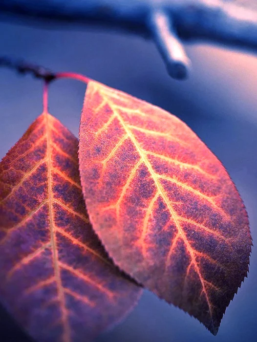 Macro Photography Of Leaf Wallpaper