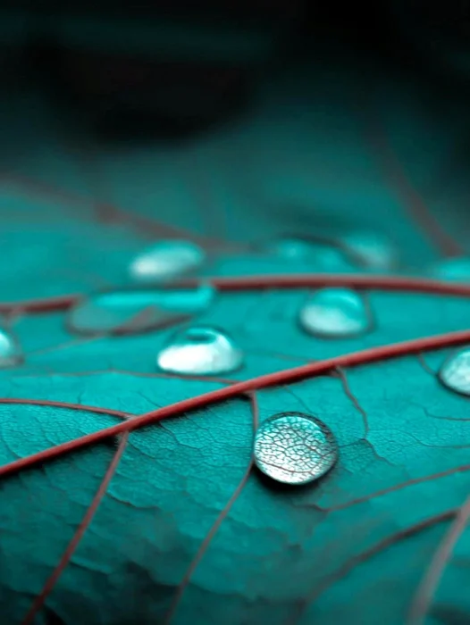 Macro Photography Of Leaf Wallpaper