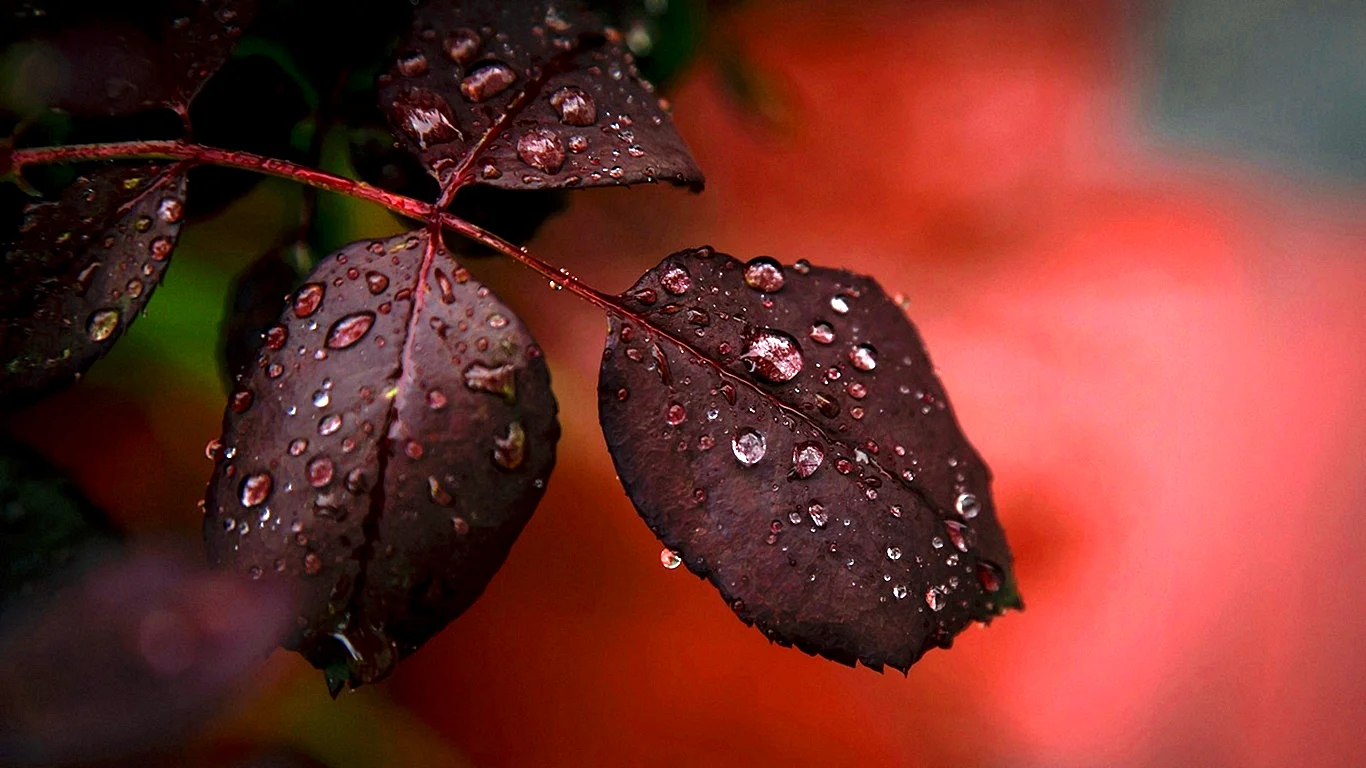 Macro Photography Of Nature 4K Wallpaper