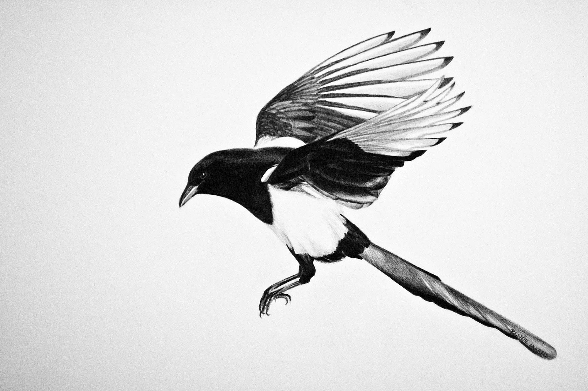 Magpie Bird Sketch Wallpaper