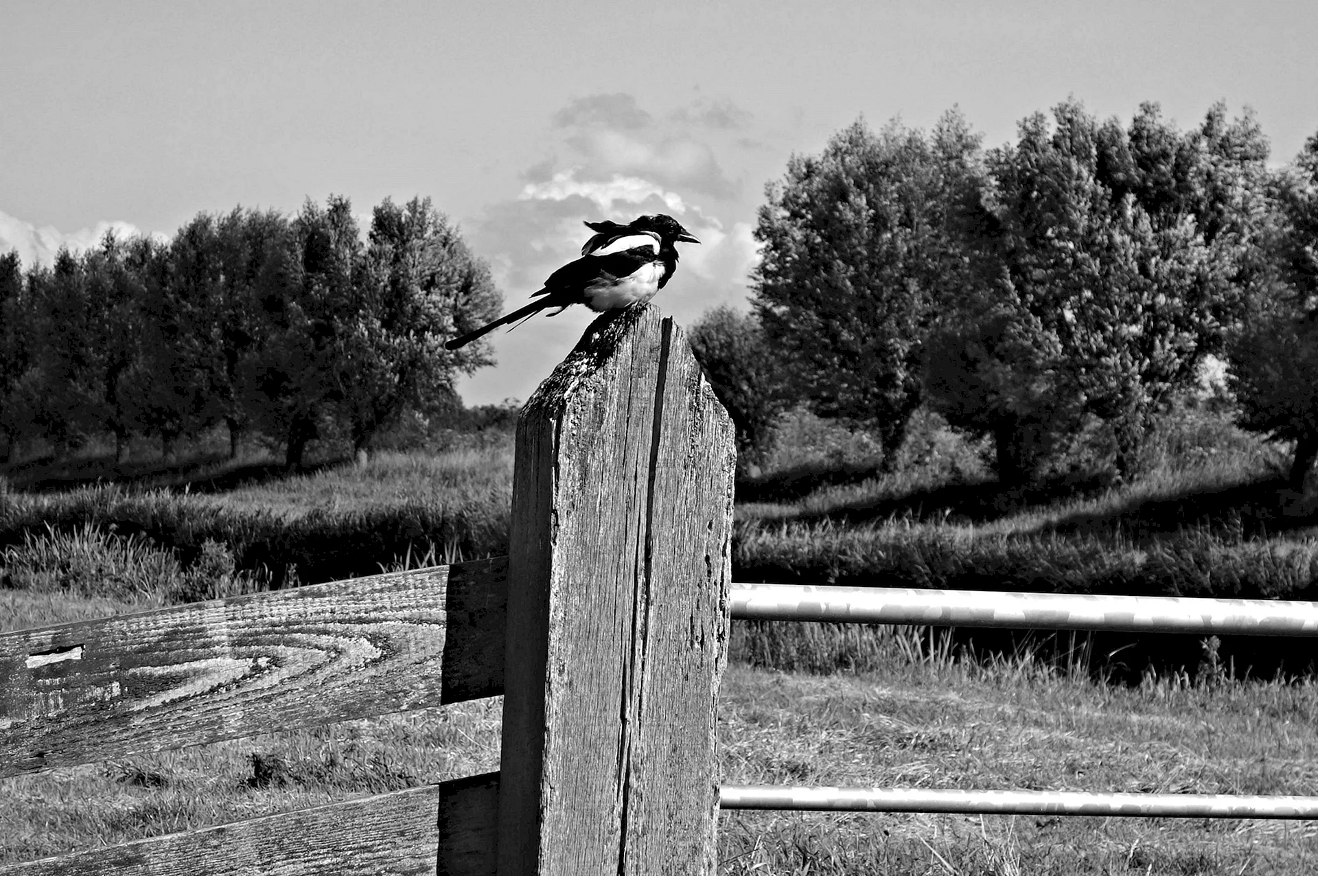 Magpie Black And White Photo Wallpaper
