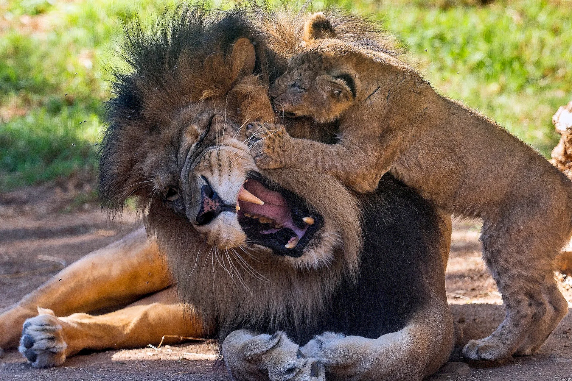 Male Lion Cub Wallpaper