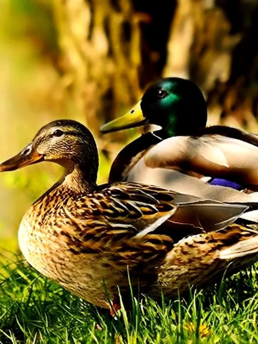 Mallard Ducks Birds Wallpaper