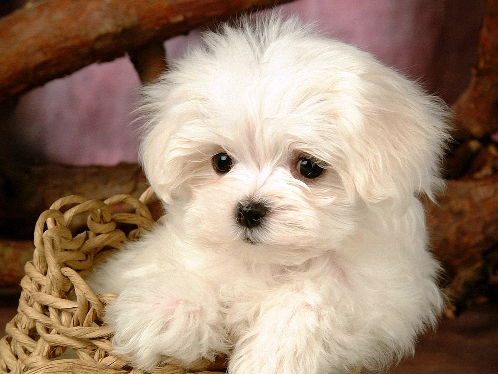 Maltese Terrier Wallpaper