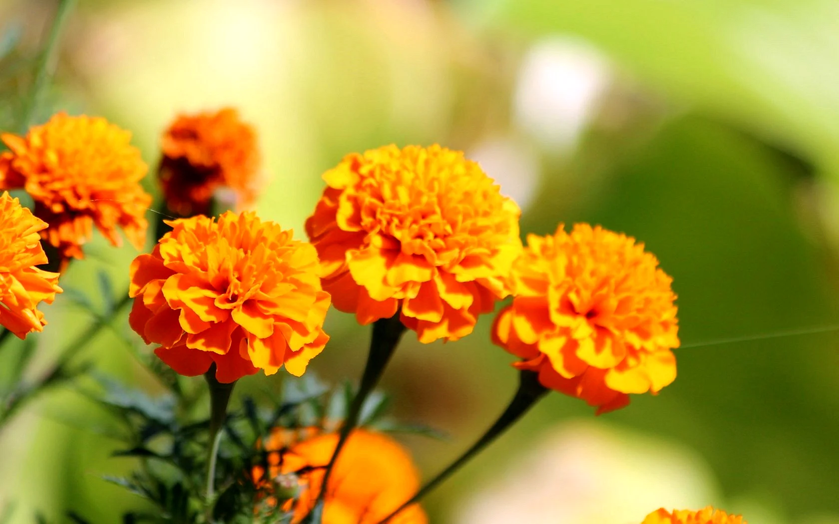 Marigolds Wallpaper