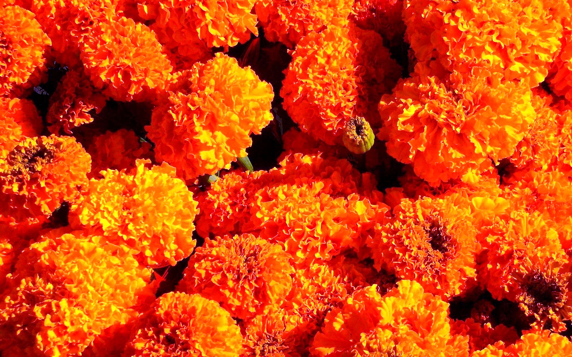 Marigolds Wallpaper