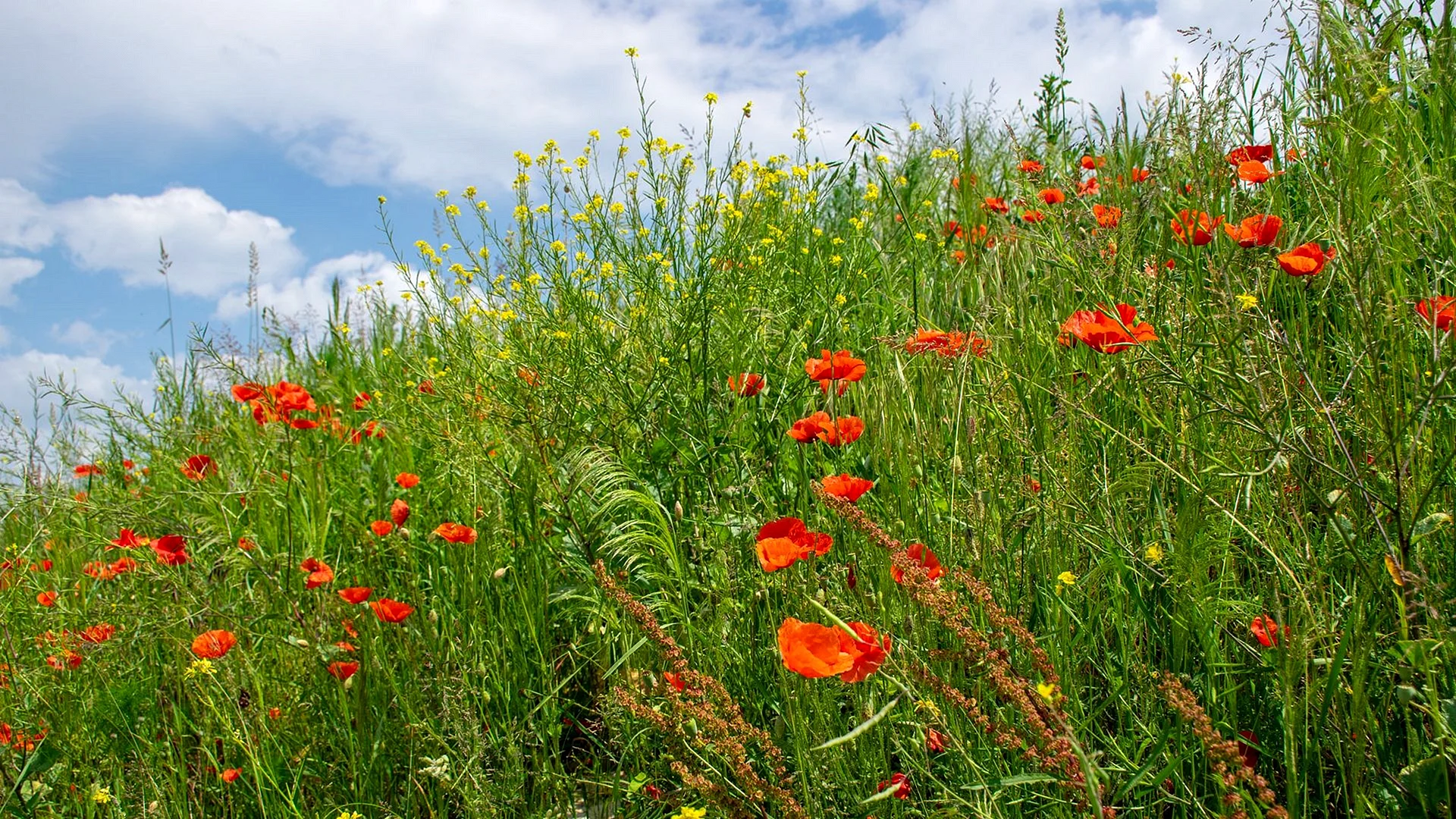 Meadow Wallpaper