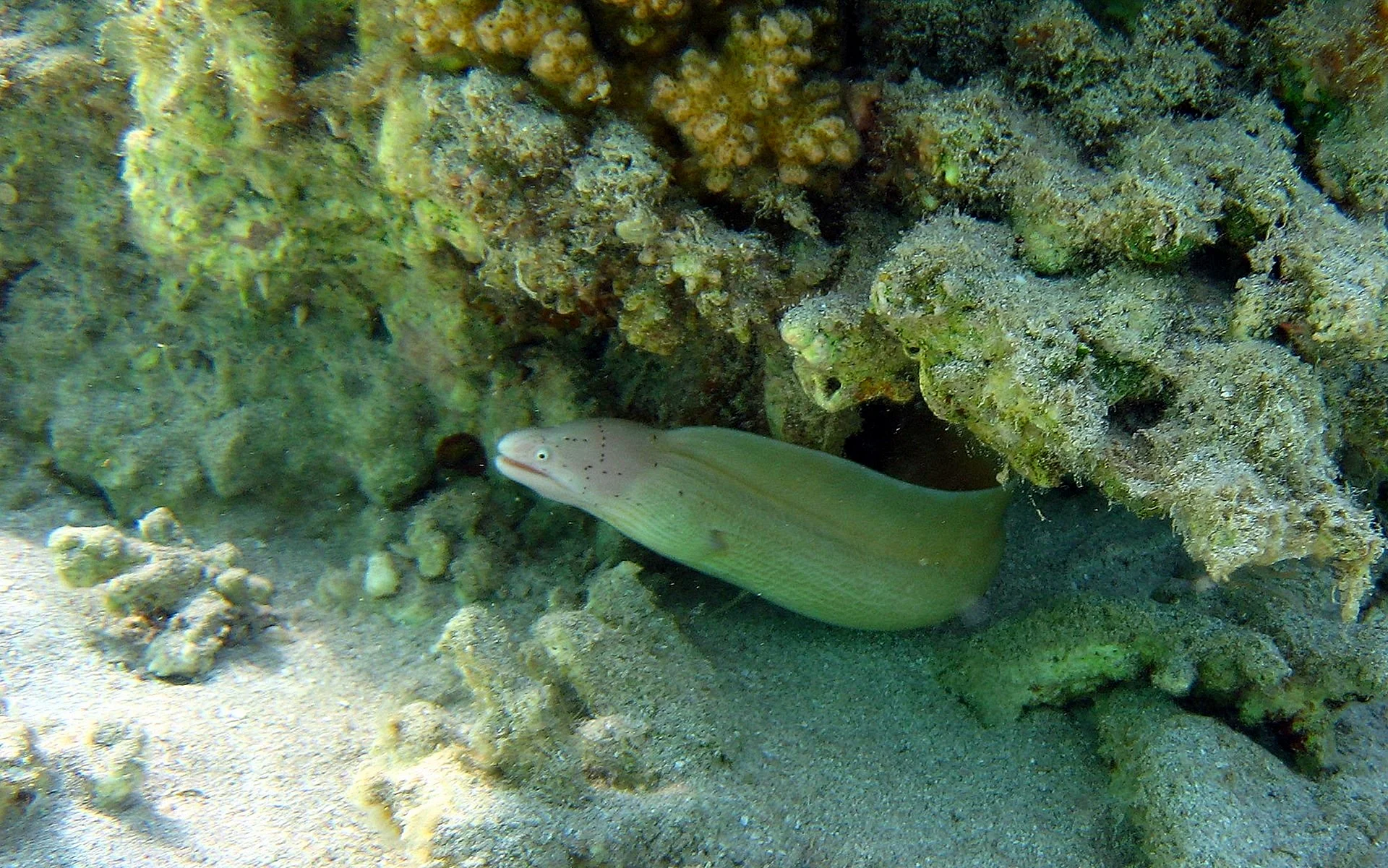 Mediterranean Eel Wallpaper