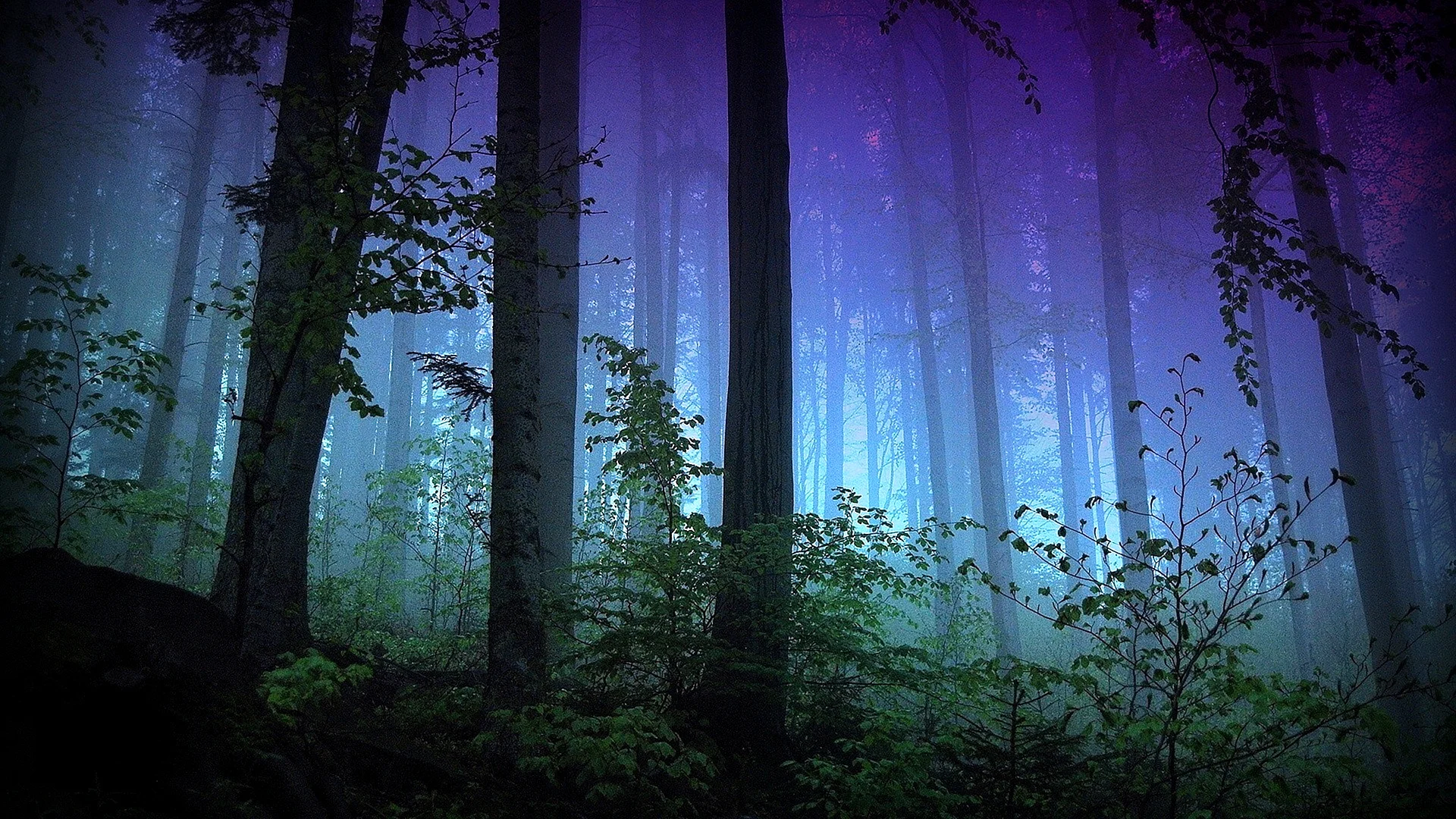 Midnight Forest Wallpaper