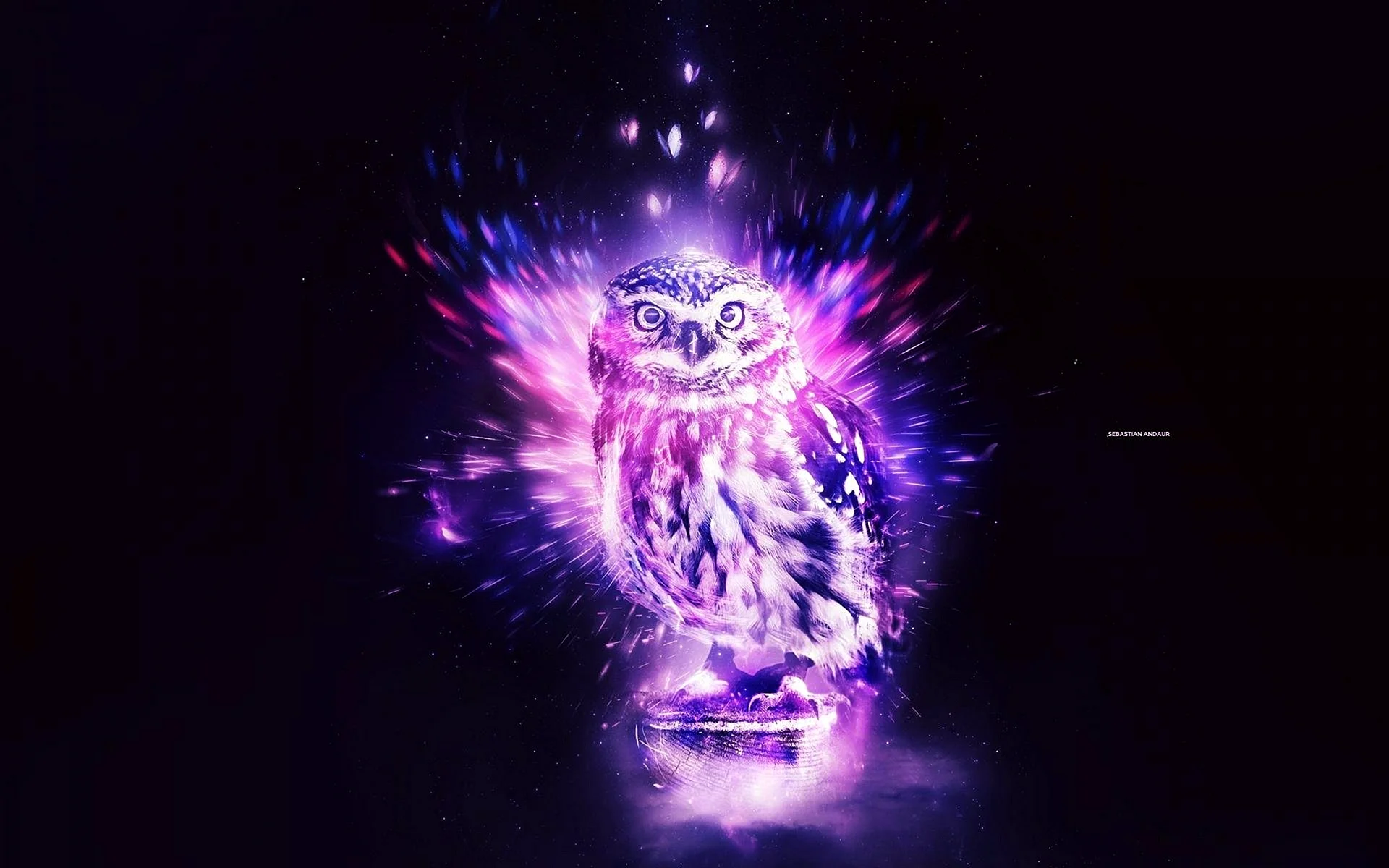 Midnight Owl Wallpaper