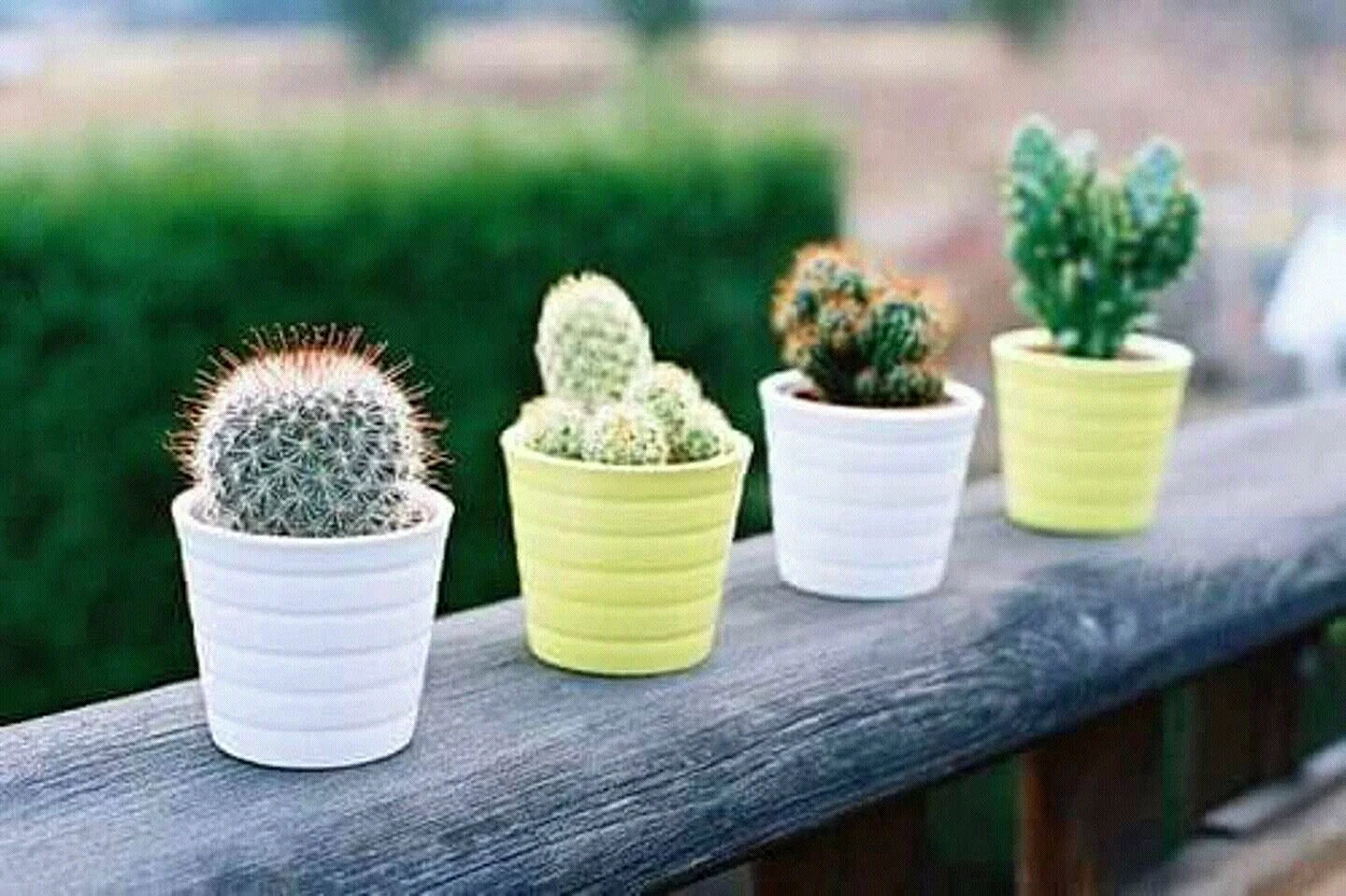 Mini Cactus Plant Wallpaper