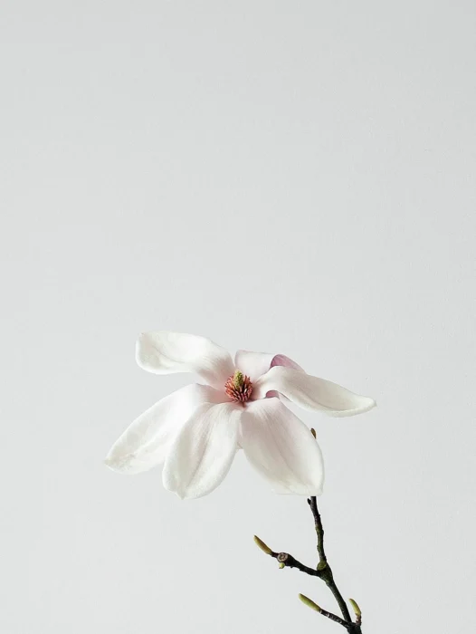 Minimalist White Wallpaper For iPhone