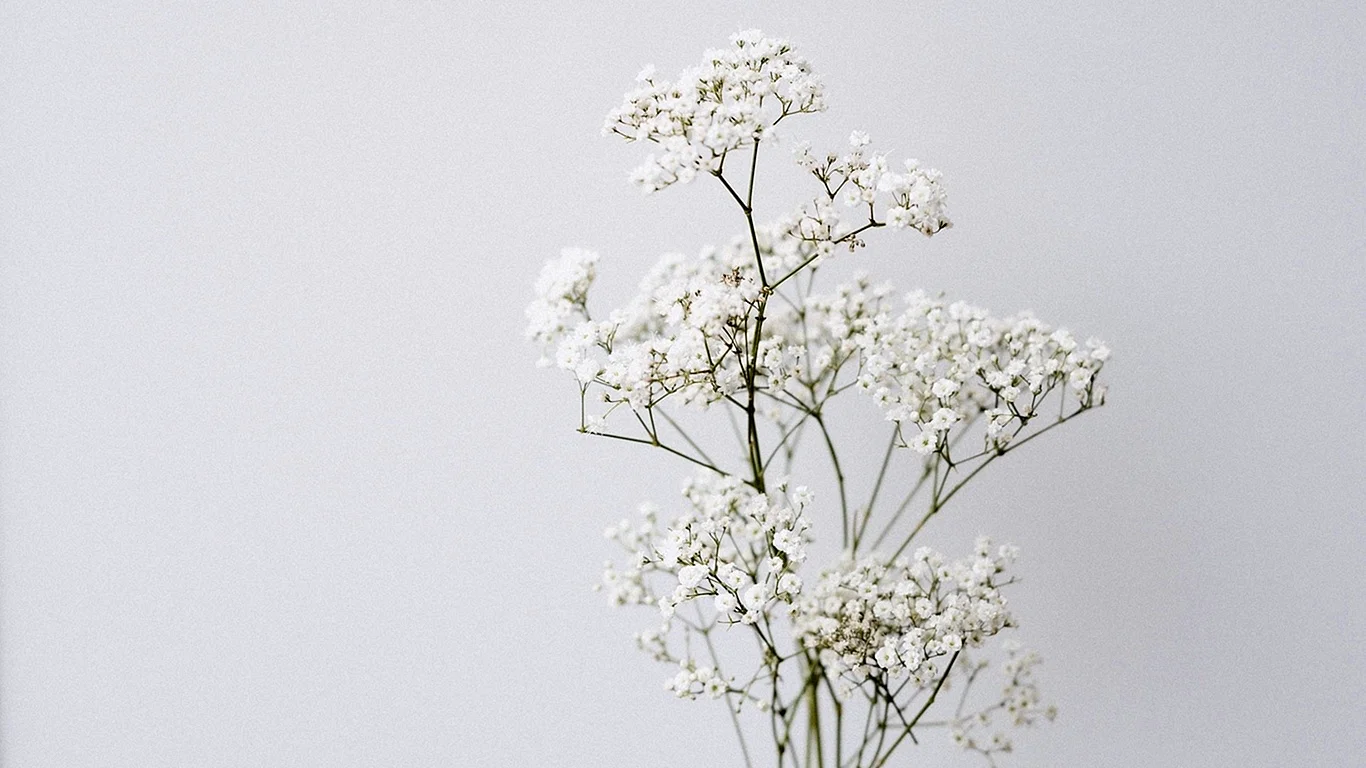 Minimalistic Flowers Wallpaper