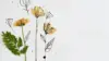 Minimalistic Flowers illustration Wallpaper