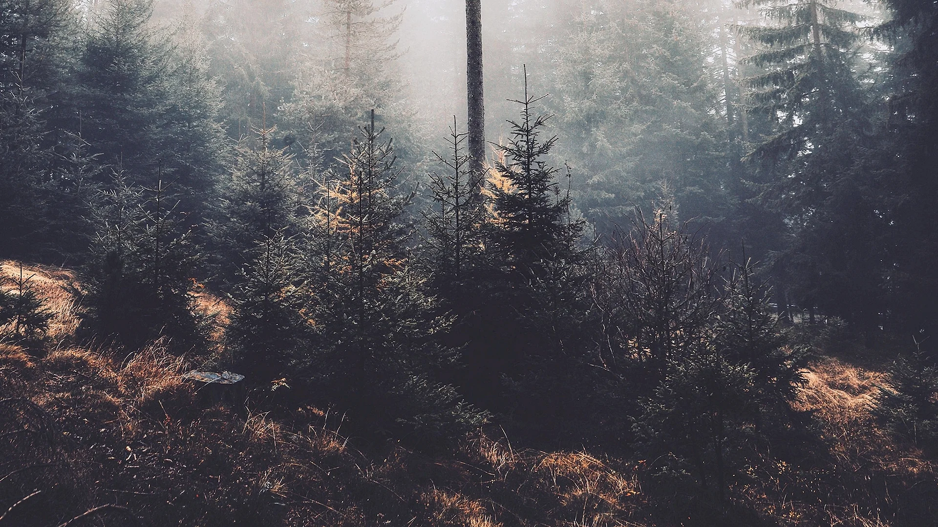 Misty Pine Forest Wallpaper