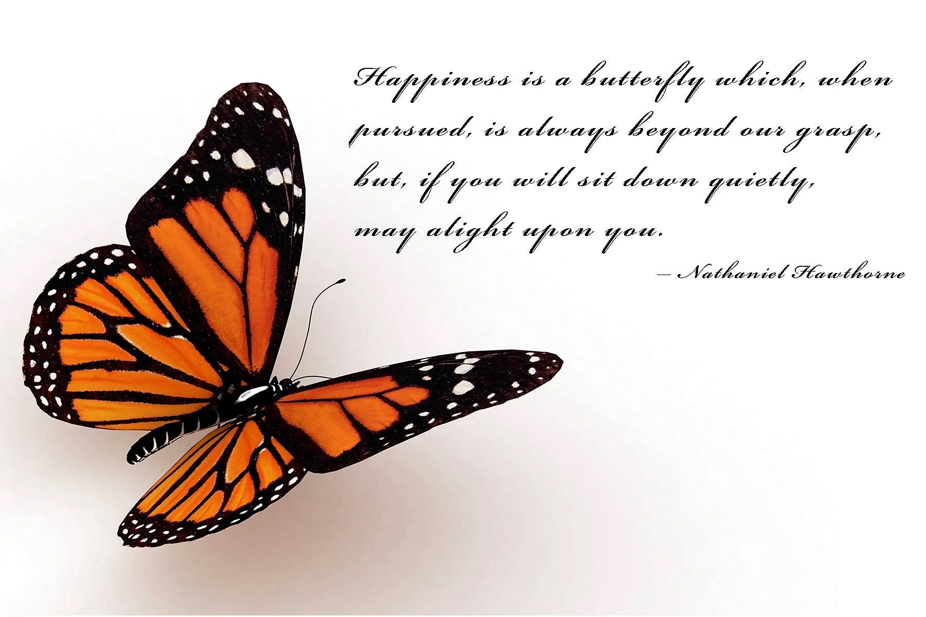 Monarch Butterfly illustration Wallpaper