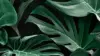 Monstera Leaves Background Wallpaper
