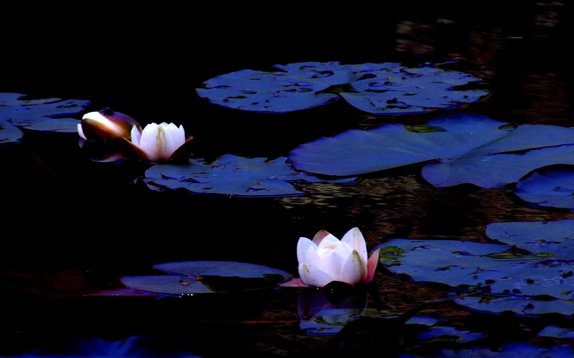 Moonlight Over The Lotus Pond Wallpaper