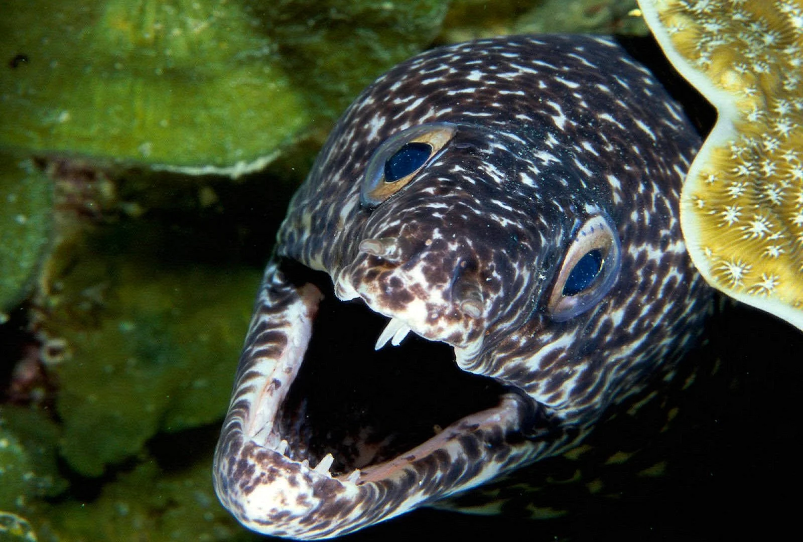 Moray Eel Wallpaper