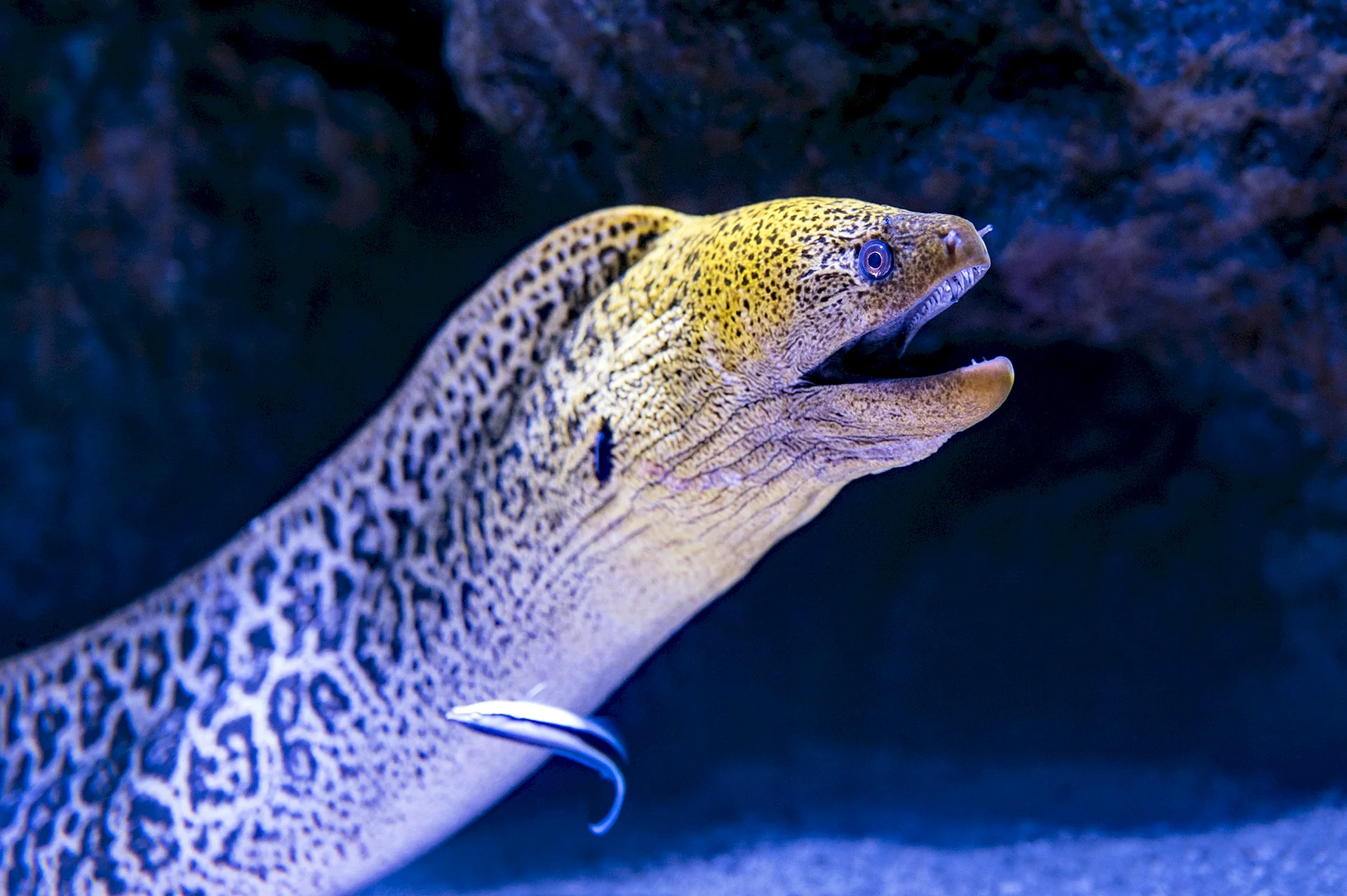 Moray Eel Wallpaper