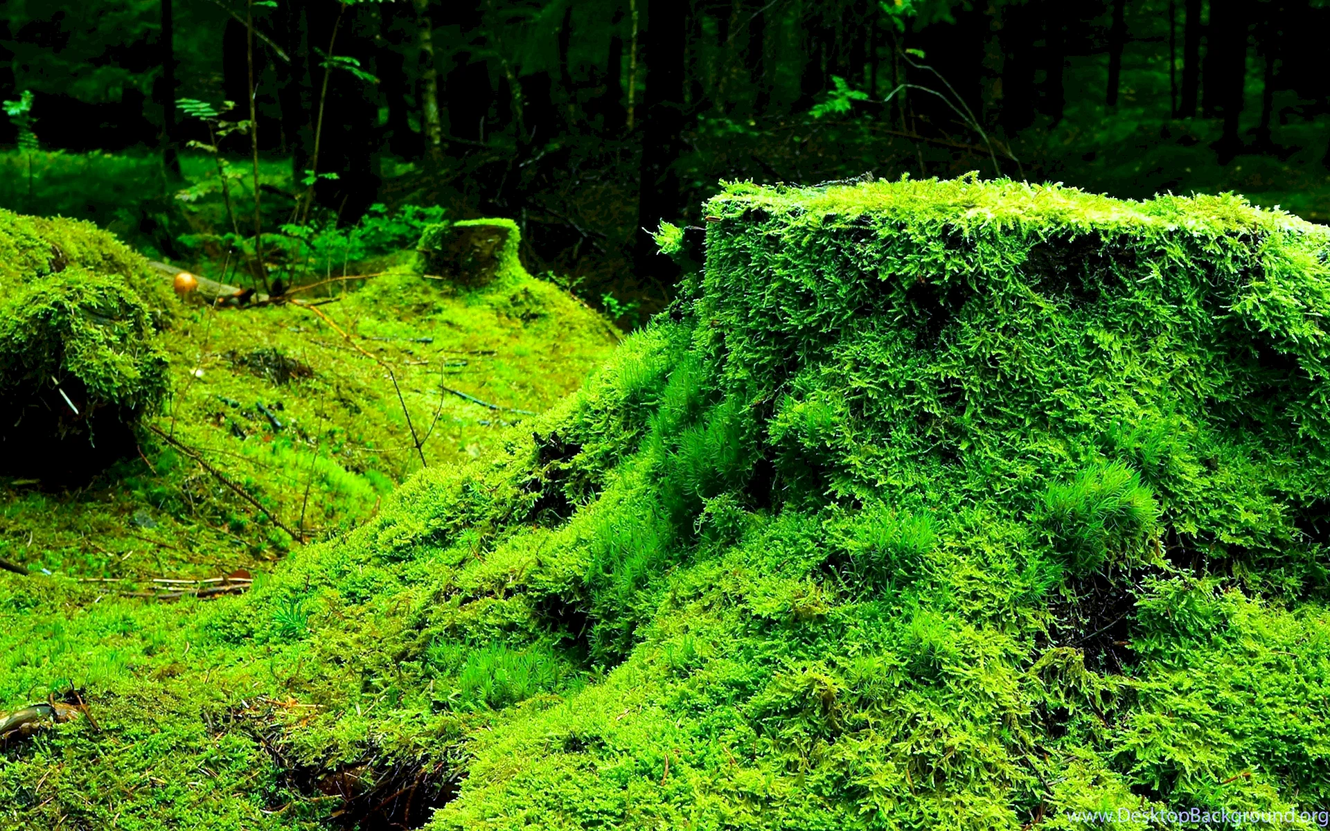 Moss Grass Wallpaper