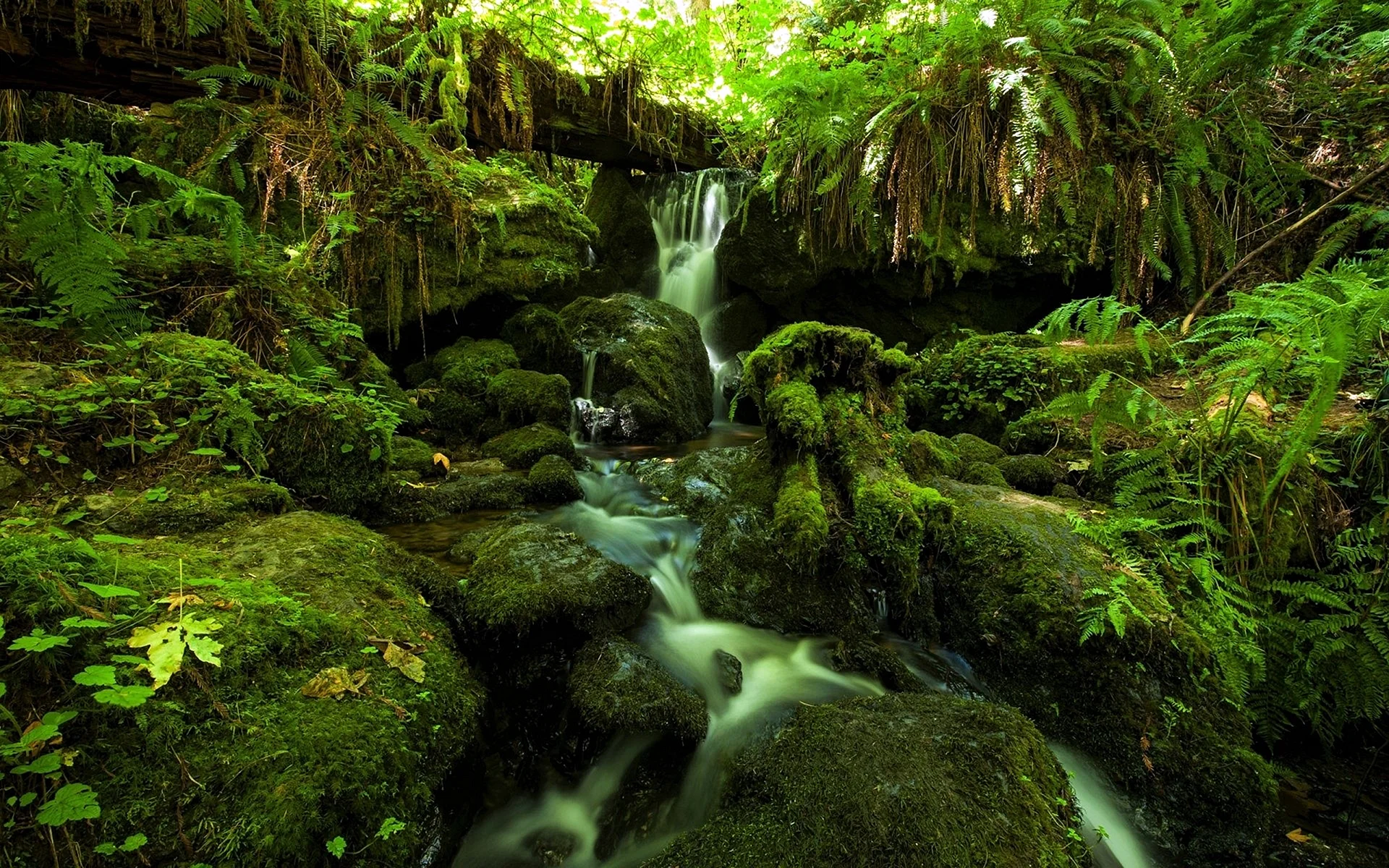 Mossy Forest River Wallpaper