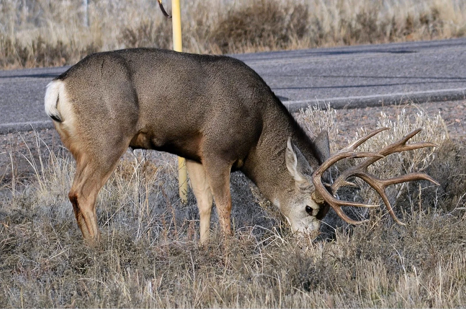 Mule Deer Or Whitetail Buck Wallpaper