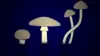 Mushroom logo Wallpaper
