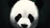 Music Panda Wallpaper For iPhone