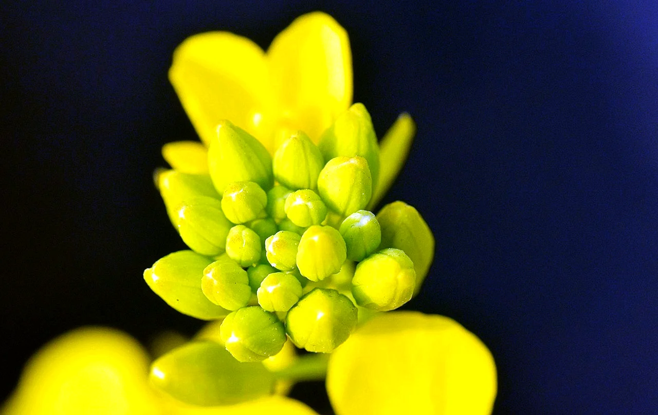 Mustard Bud Wallpaper