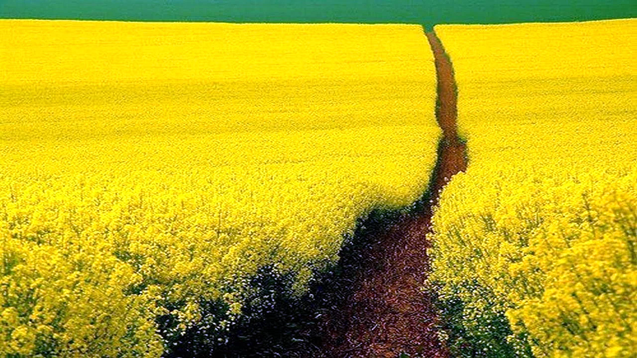 Mustard Field Wallpaper