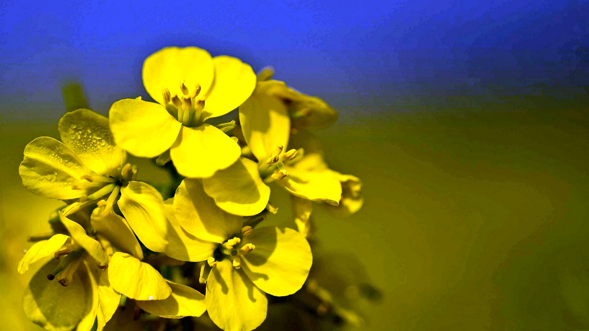 Mustard Flower Wallpaper