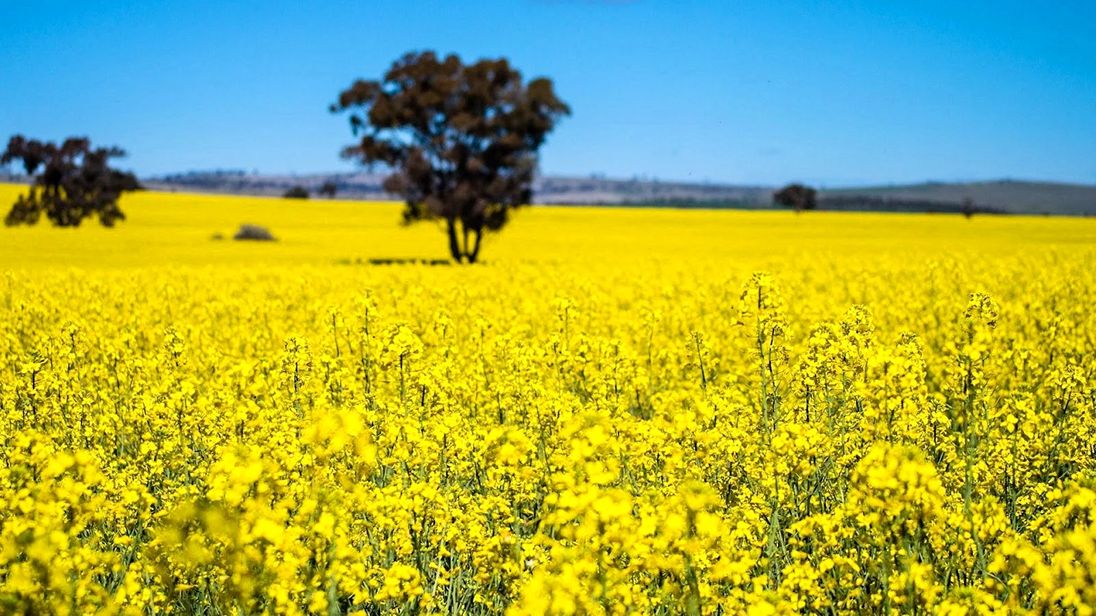 Mustard Paddy Wallpaper