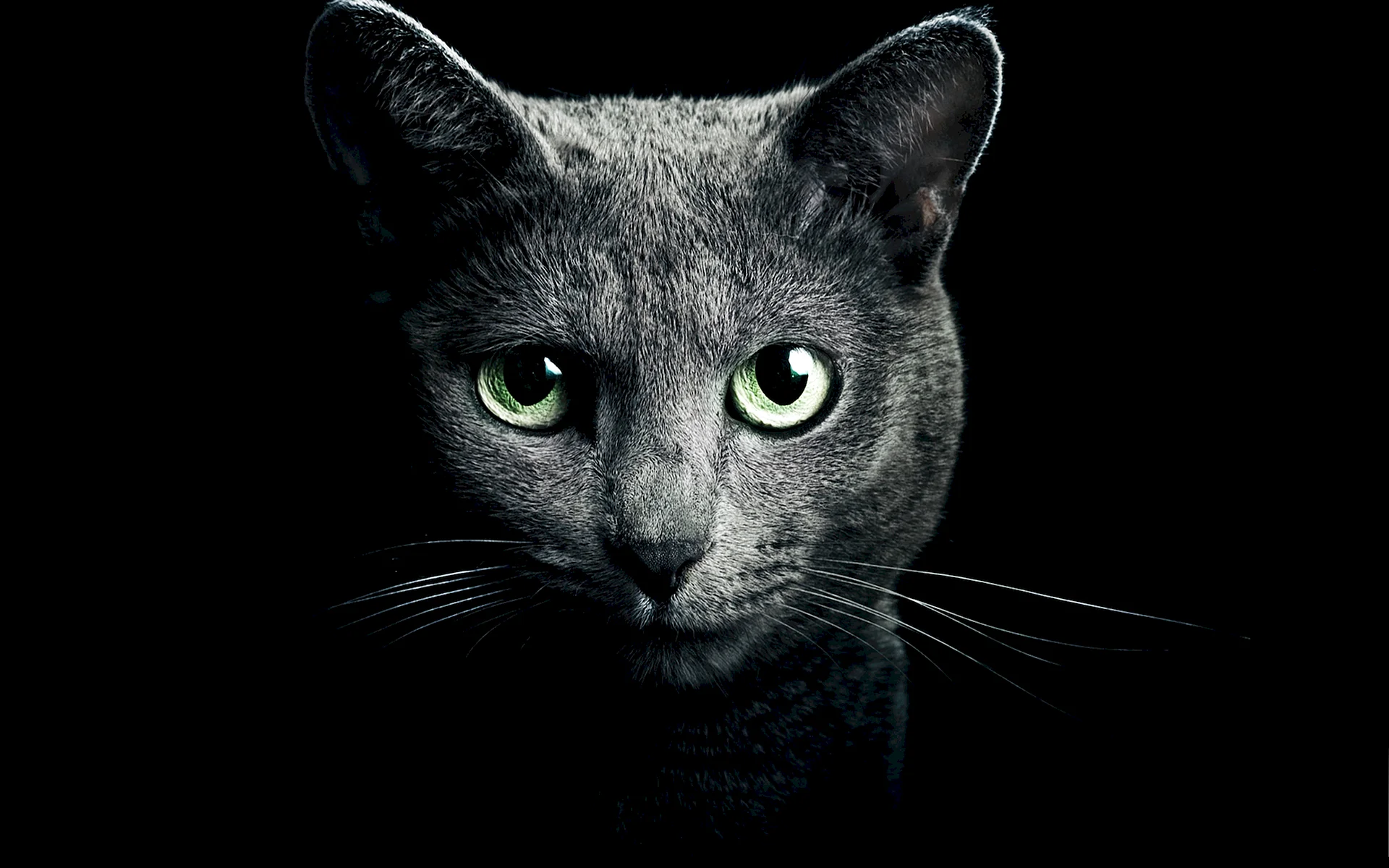 Mysterious Cat Wallpaper