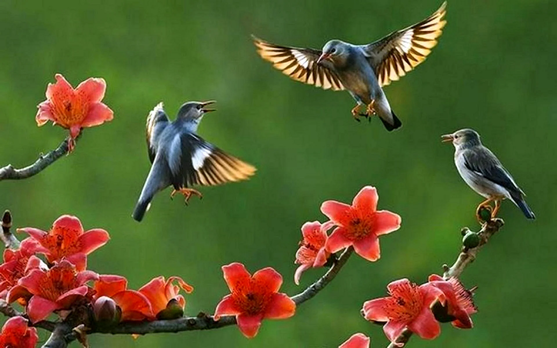 Natural Birds Wallpaper