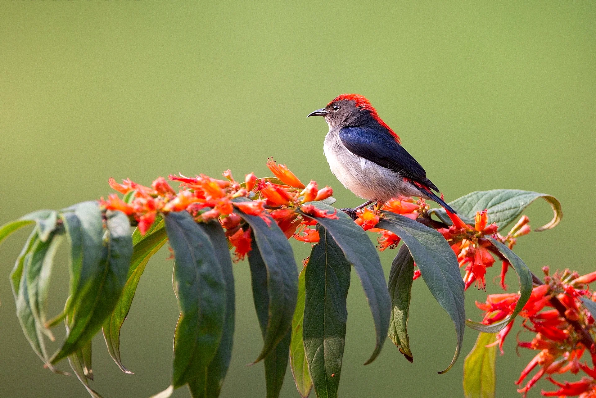 Natural Birds Wallpaper