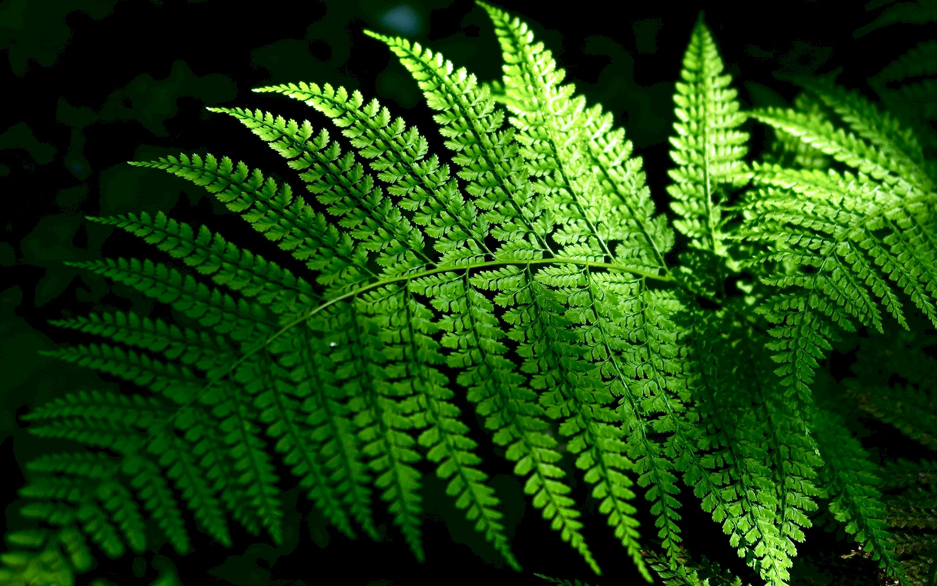 Natural Leaf Fern Wallpaper