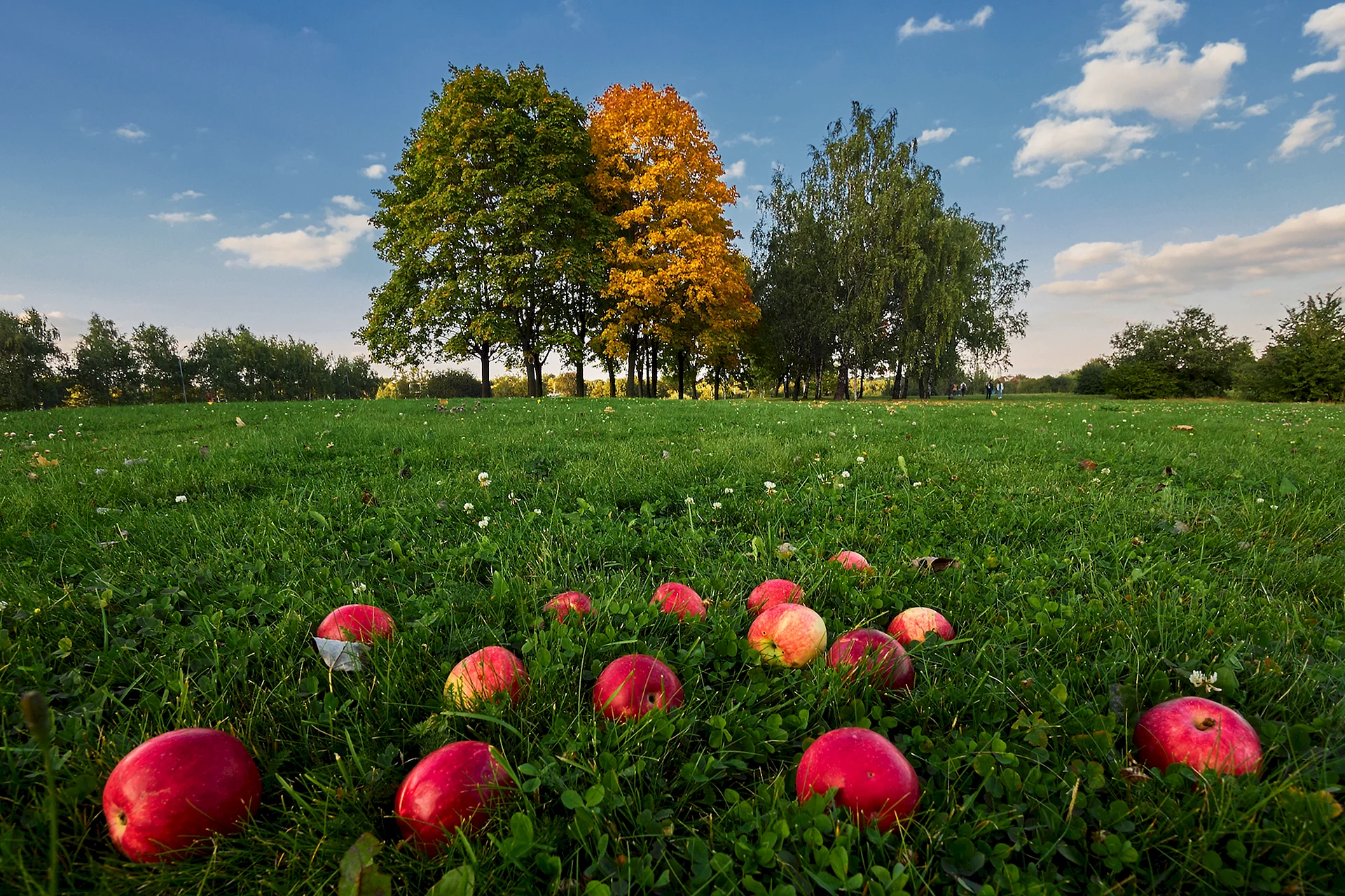 Nature Apple Tree Wallpaper