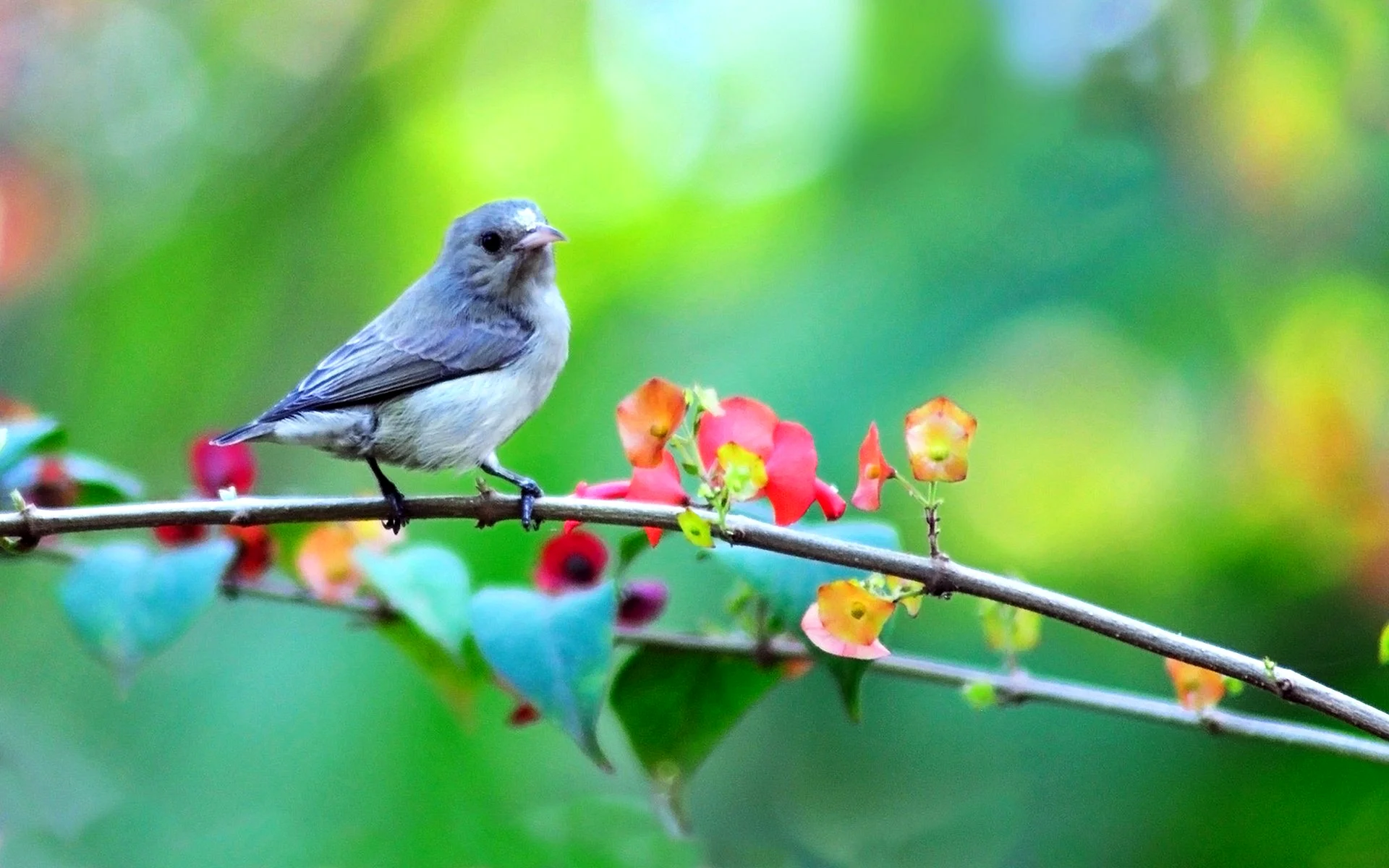 Nature Background With Flowers And Birds Wallpaper