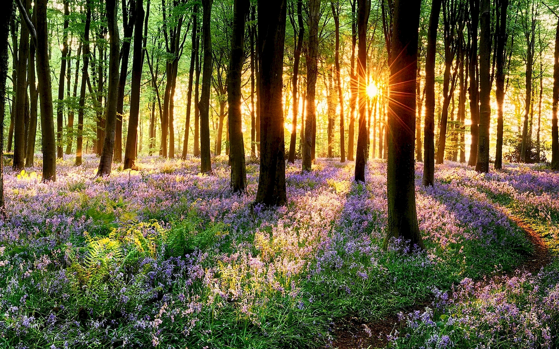 Nature Forest Wallpaper