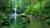 Nature Forest Scenery Wallpaper