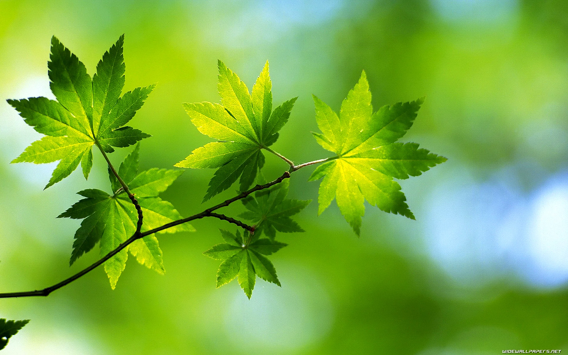 Nature Leaf Wallpaper