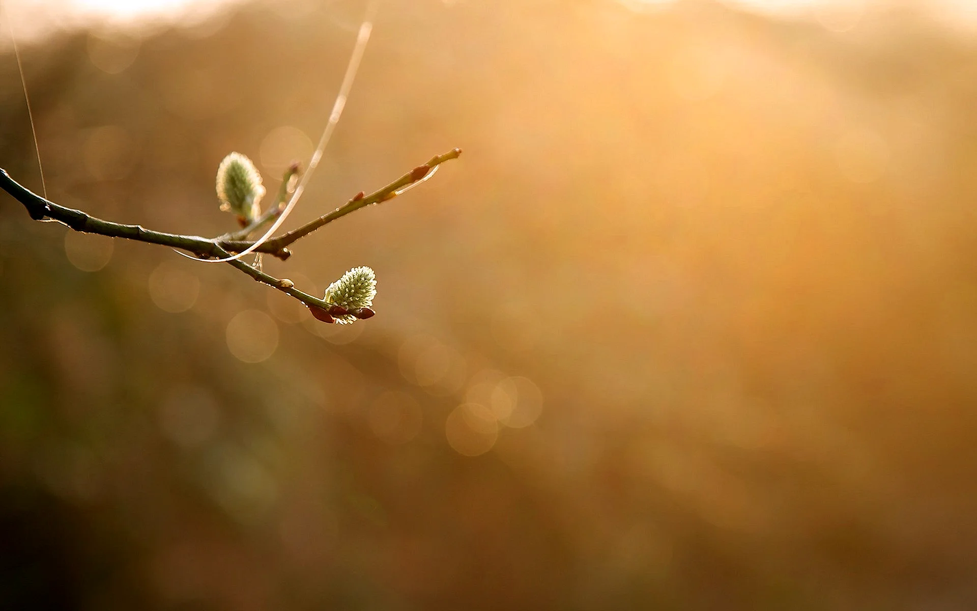 Nature Macro Minimalism Wallpaper