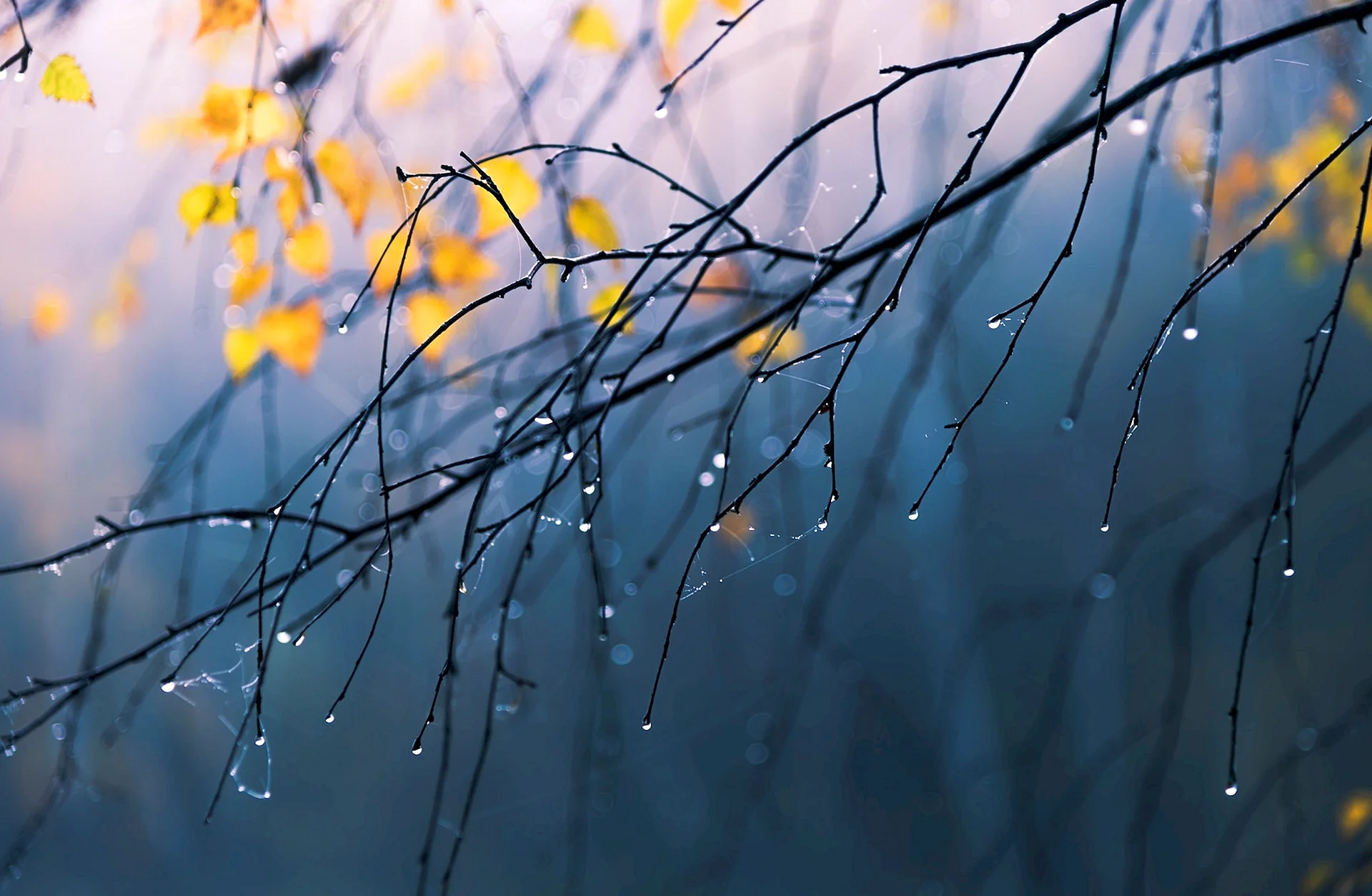 Nature Rain Wallpaper