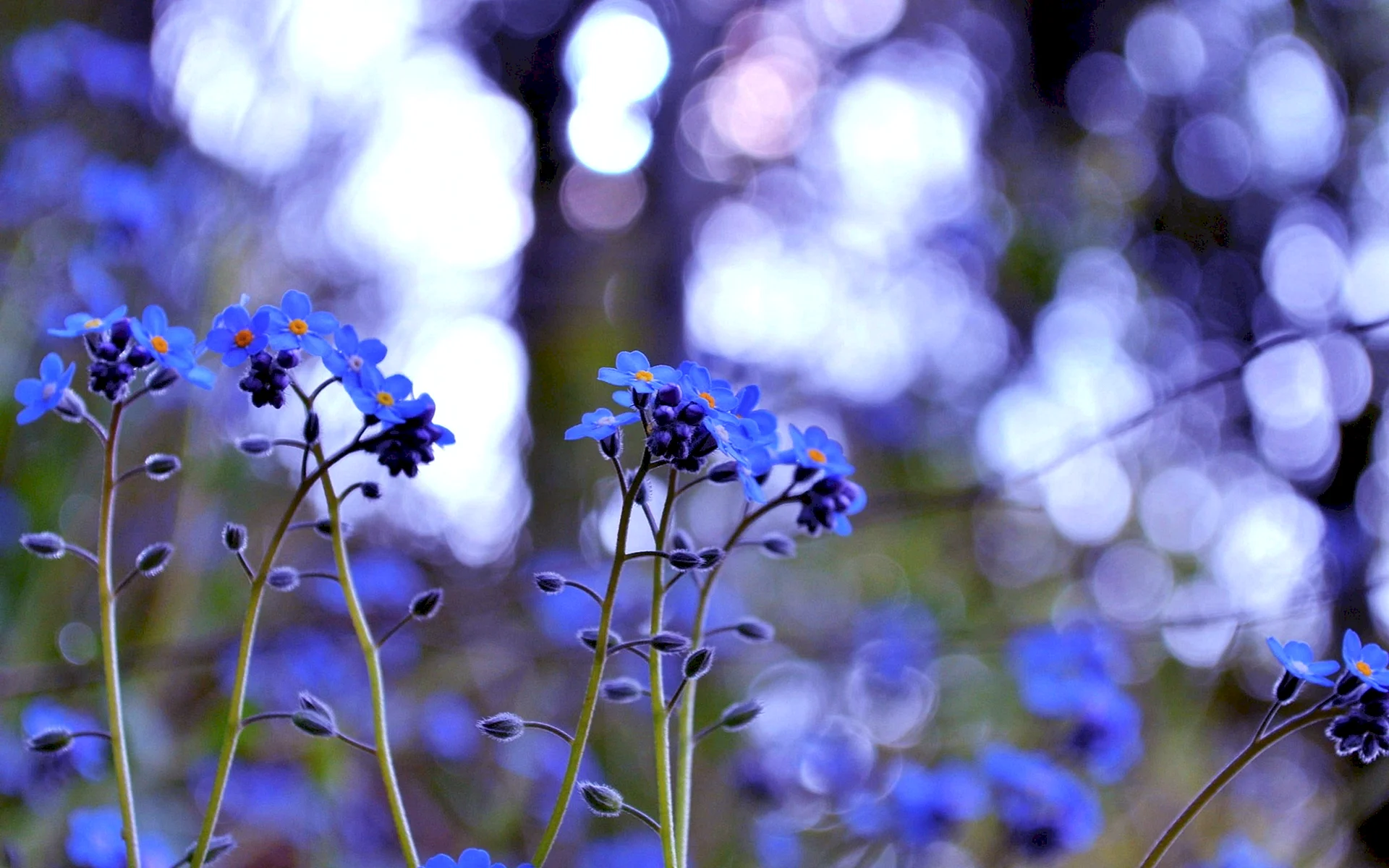 Neon Blue Flowers Wallpaper