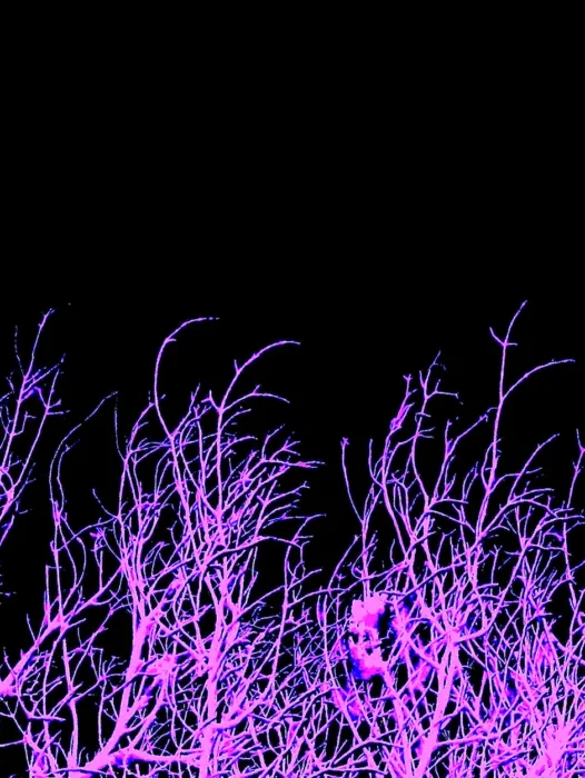 Neon Violet Wallpaper