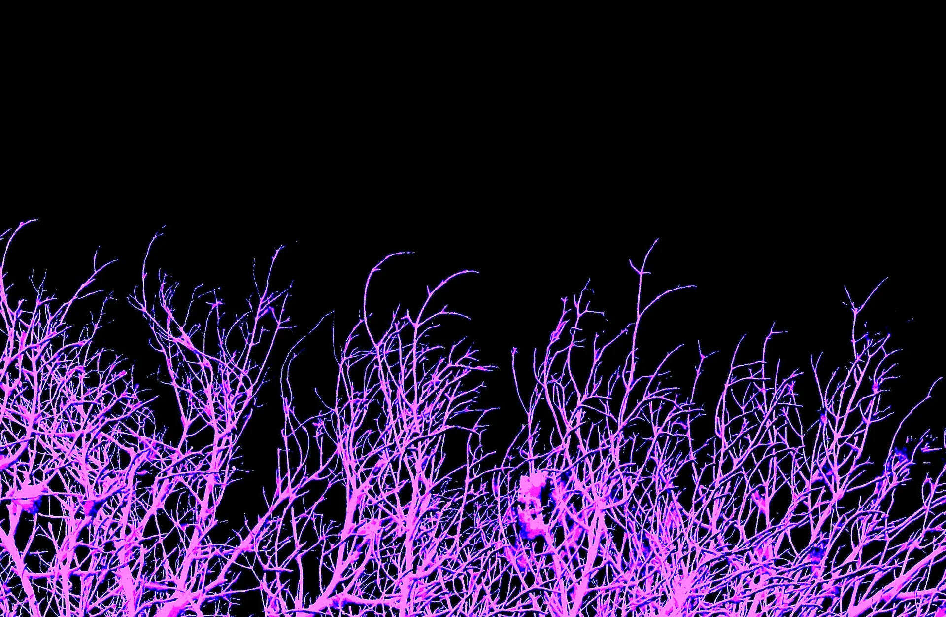 Neon Violet Wallpaper