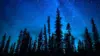 Night Forest With Stars Wallpaper