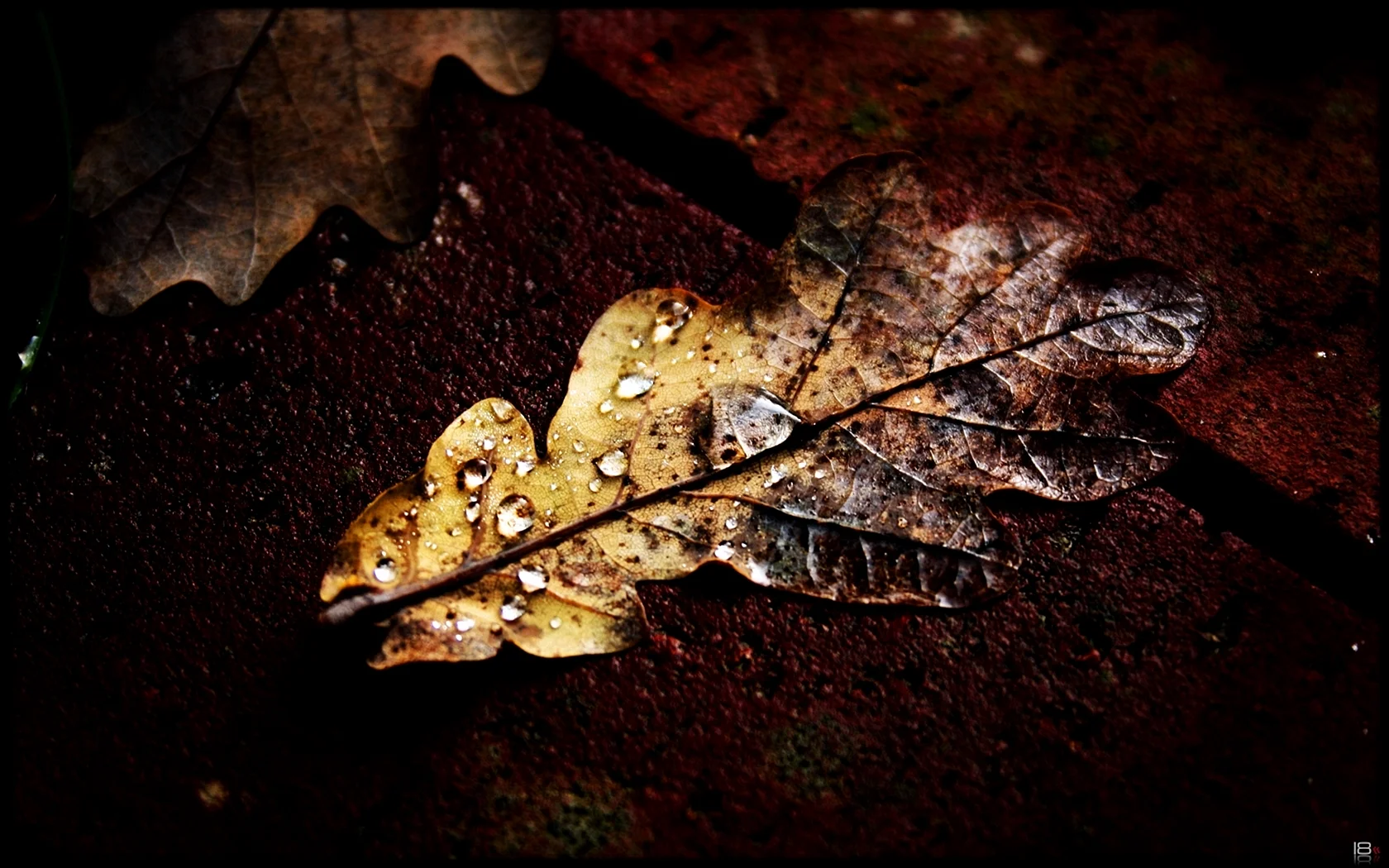 Oak Leaf Wallpaper